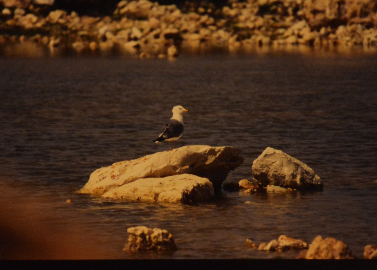 Armenian Gull - ML611433579