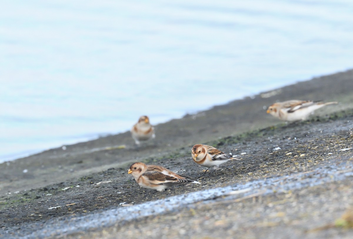 Snow Bunting - Paul  van Pelt