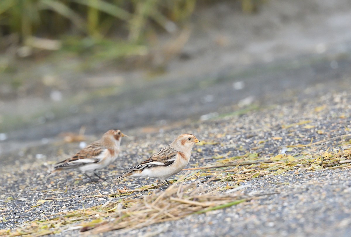 Snow Bunting - Paul  van Pelt