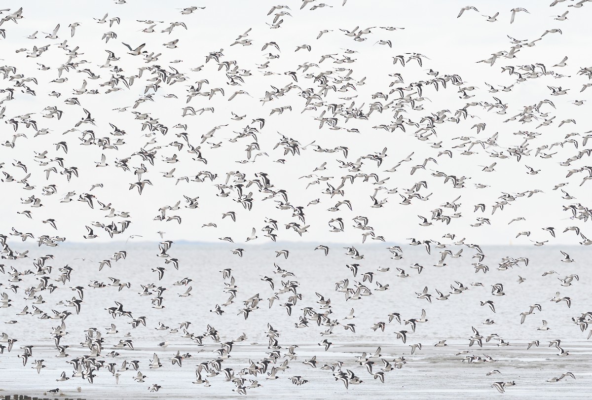 Eurasian Oystercatcher - Paul  van Pelt