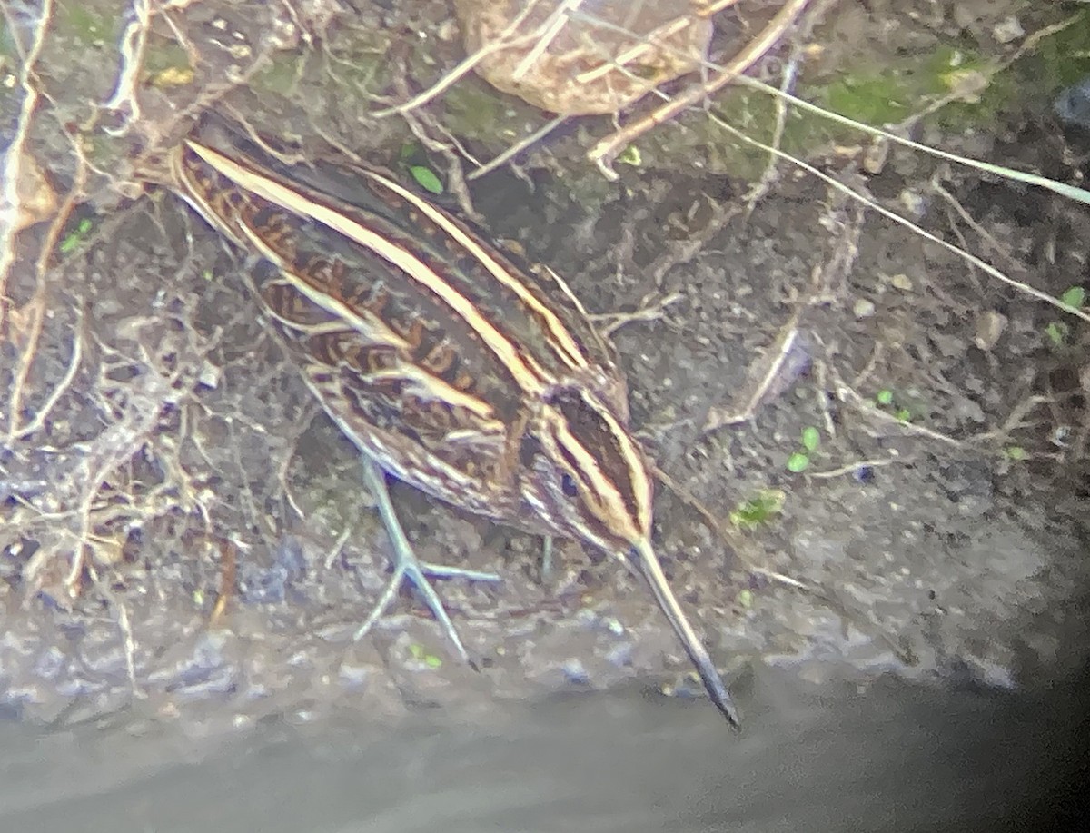 Jack Snipe - Juan Pérez