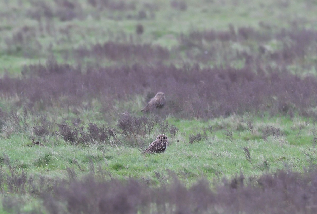 Short-eared Owl - Paul  van Pelt