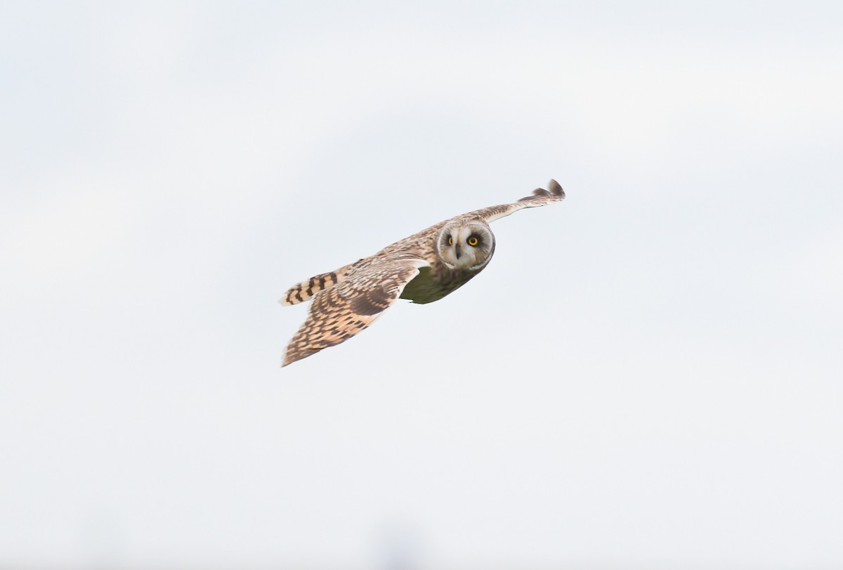 Short-eared Owl - Paul  van Pelt