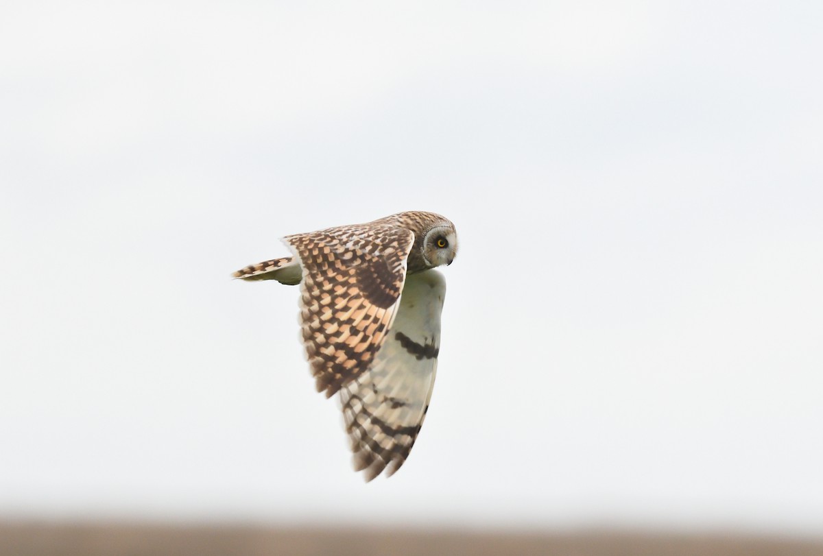 Short-eared Owl - Paul  van Pelt