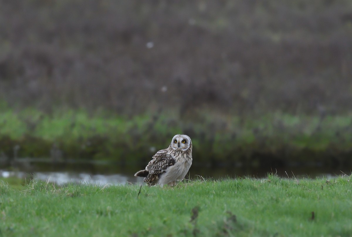 Short-eared Owl - ML611433702