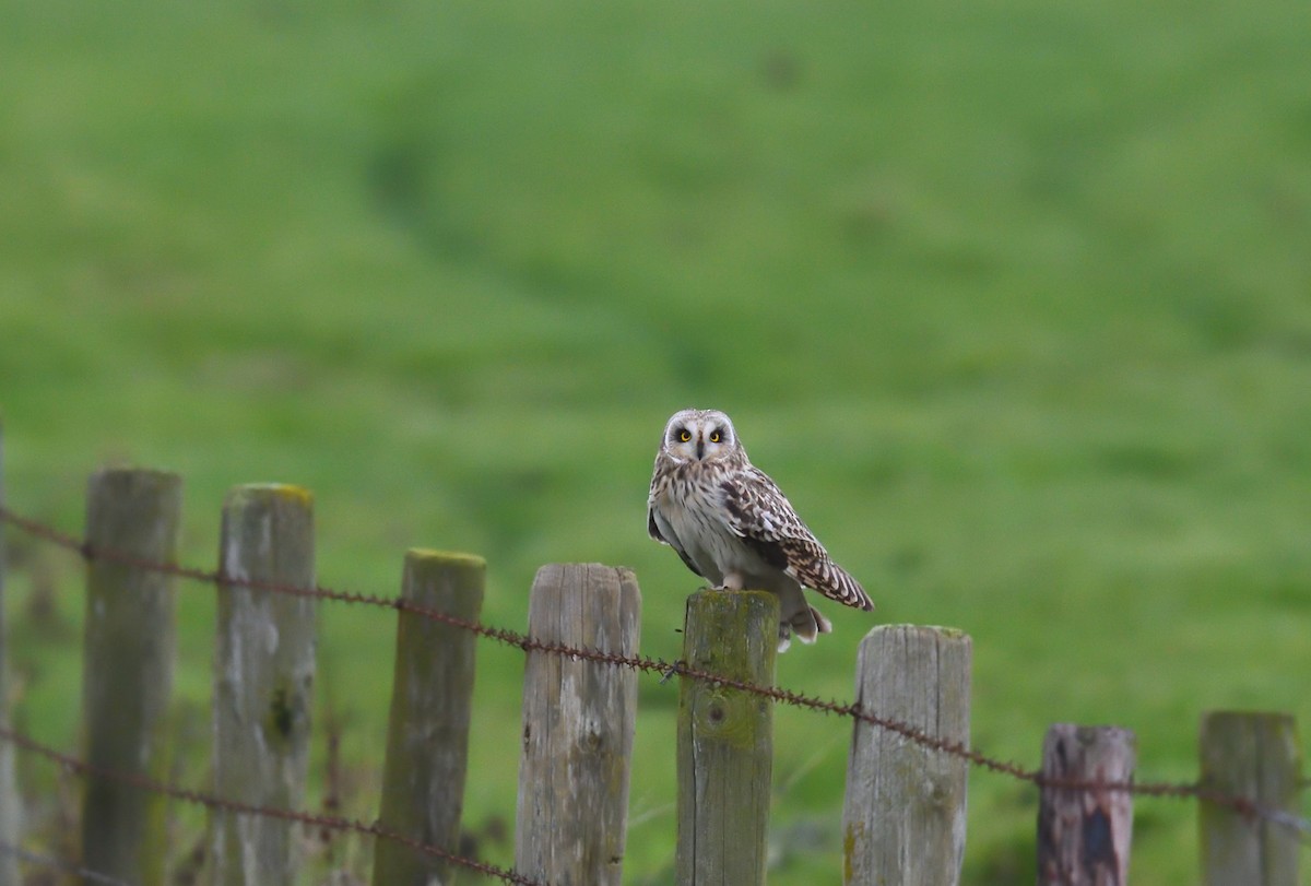 Short-eared Owl - Paul  van Pelt