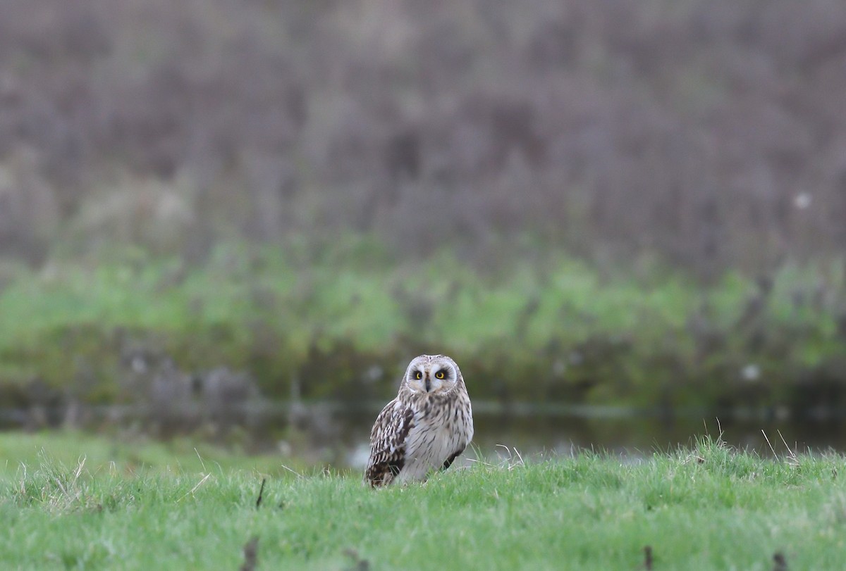 Short-eared Owl - Paul  van Pelt