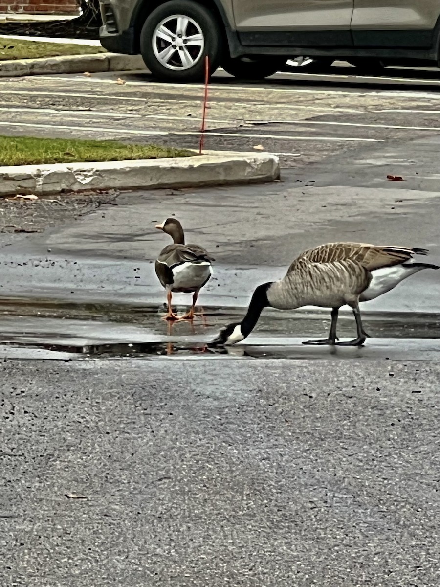 Greater White-fronted Goose - ML611433712