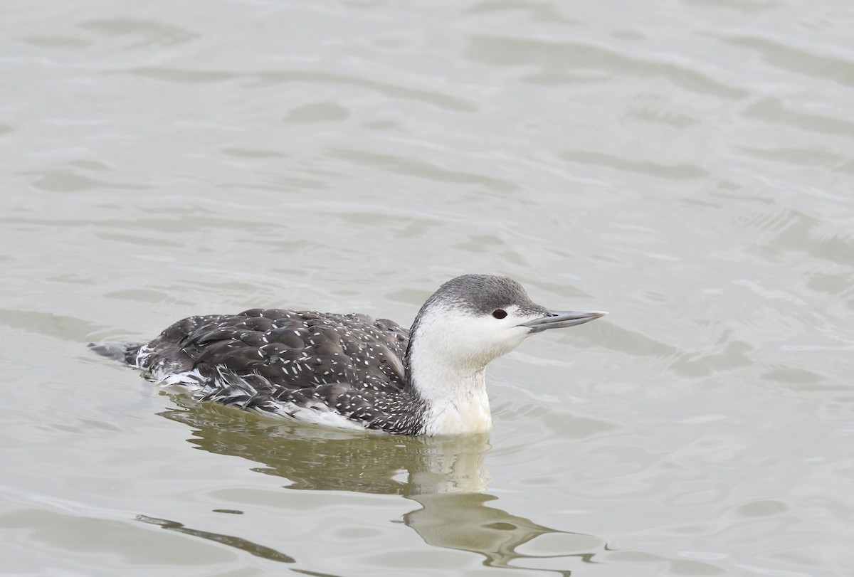 Red-throated Loon - Paul  van Pelt