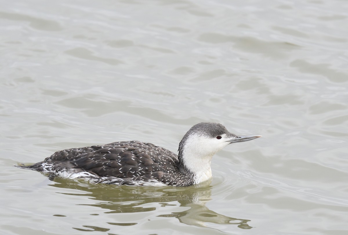 Red-throated Loon - Paul  van Pelt