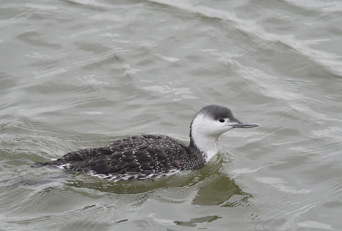 Red-throated Loon - Paul  van Pelt