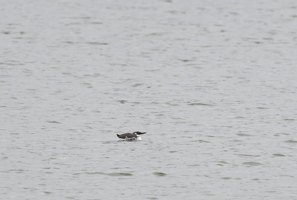 Common Murre - Paul  van Pelt