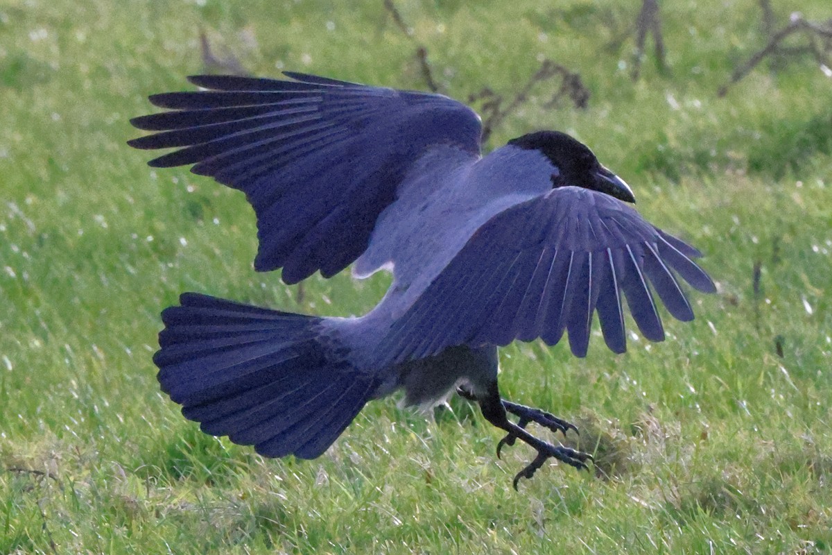 Hooded Crow - ML611433761