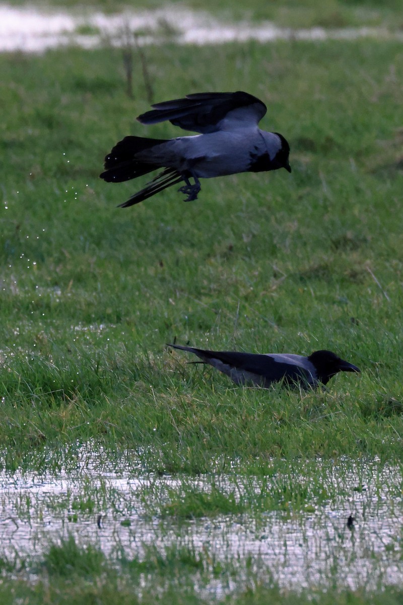 Hooded Crow - ML611433762