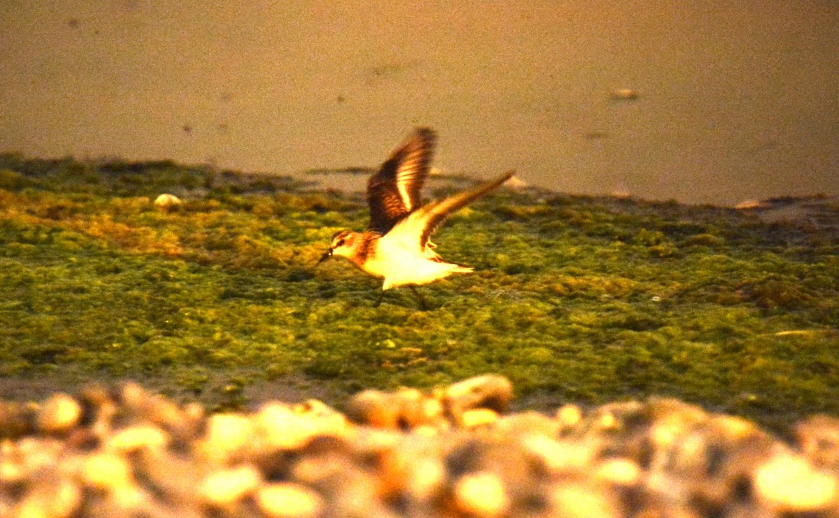 Little Stint - ML611433779