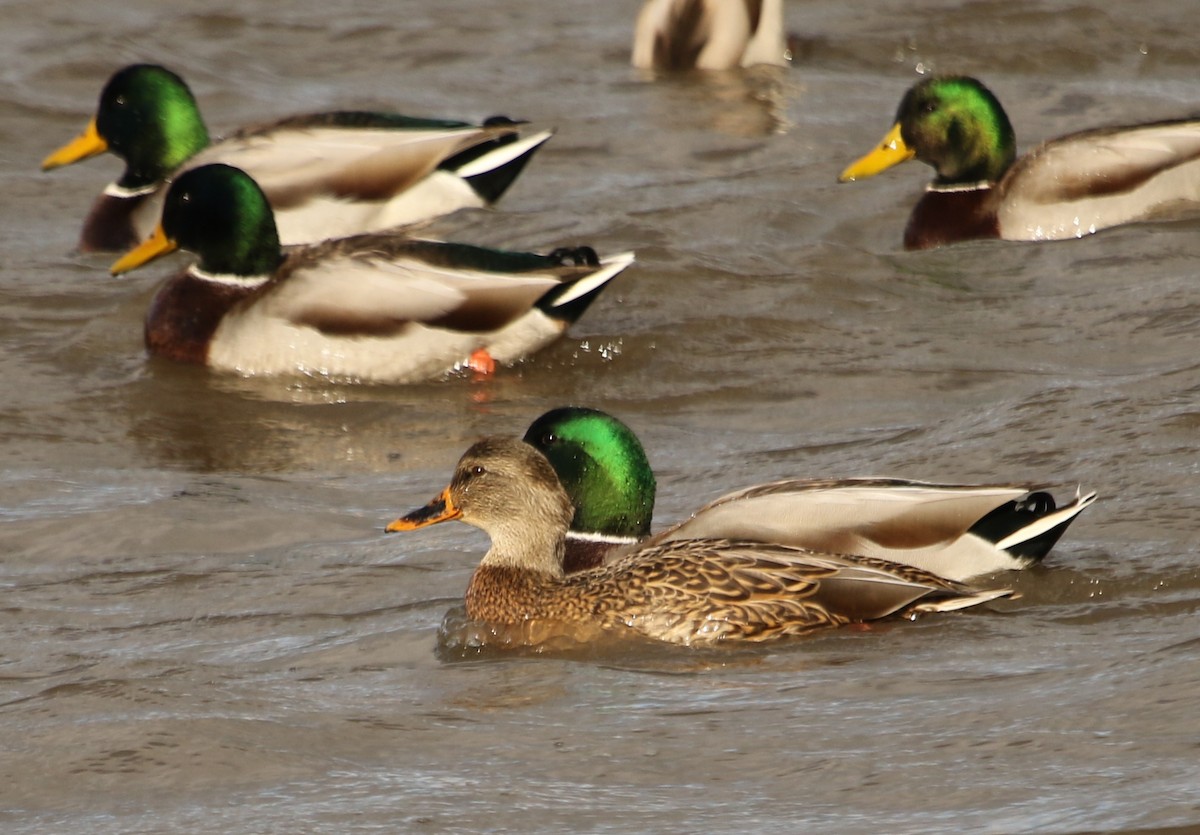 Canard colvert - ML611433781