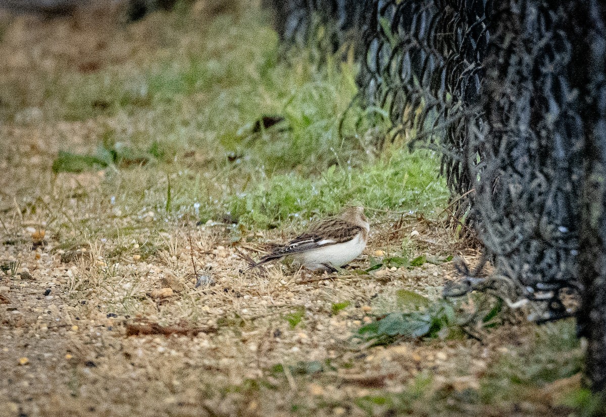 Цасч хөмрөг - ML611433786