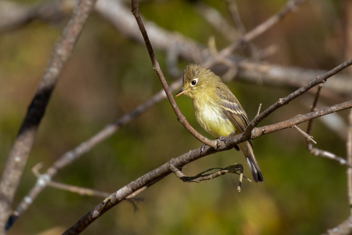 Western Flycatcher - ML611433818