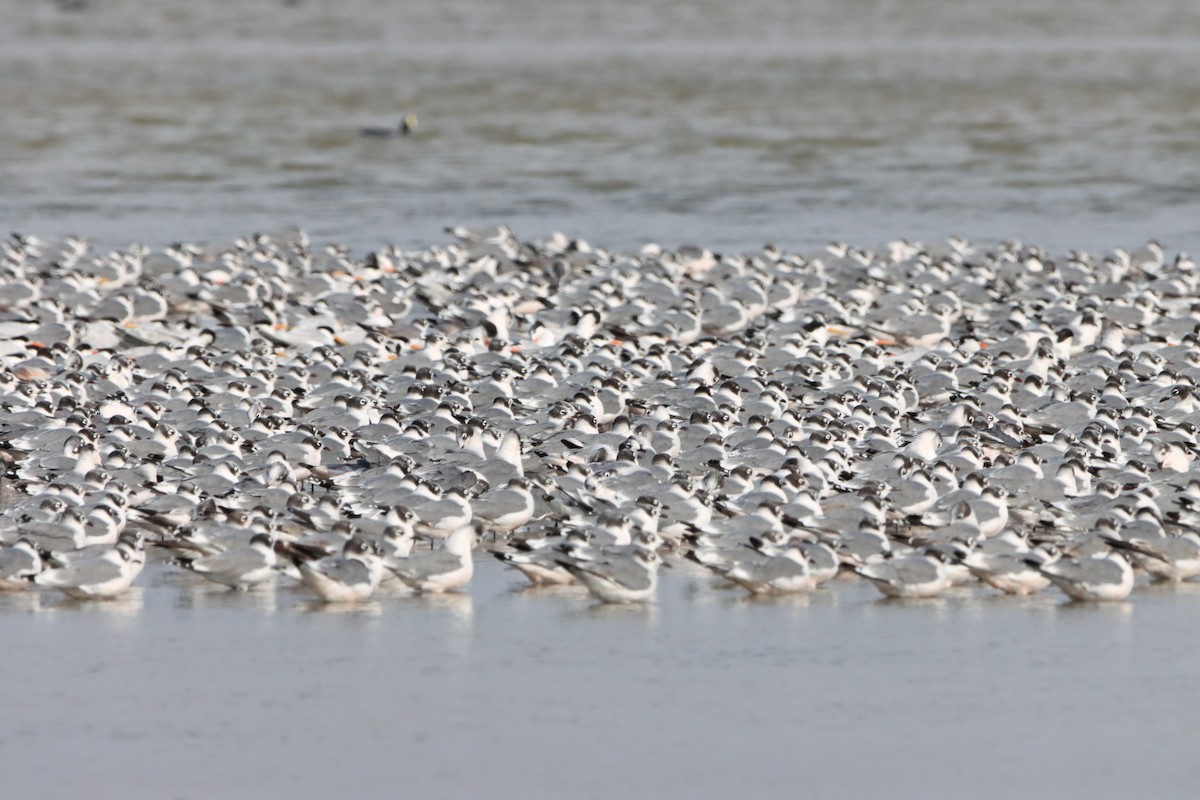 Franklin's Gull - Angel Cárdenas