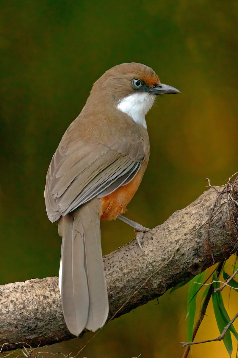 White-throated Laughingthrush - Rajkumar Das