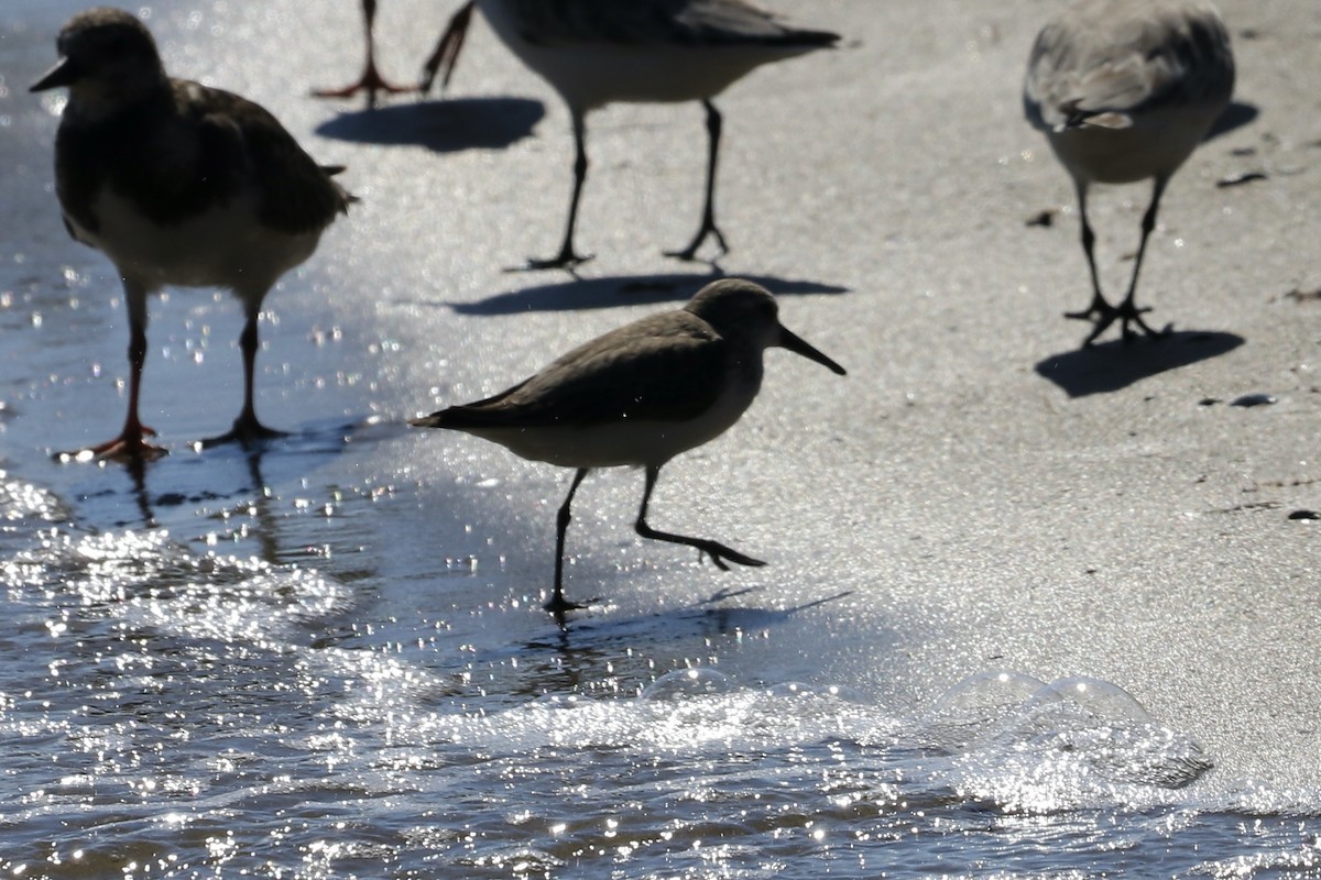 Dunlin - Ryan Leys