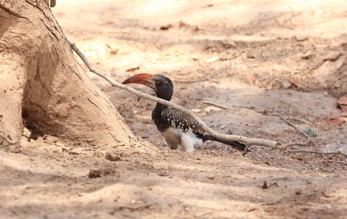 Monteiro's Hornbill - ML611433905