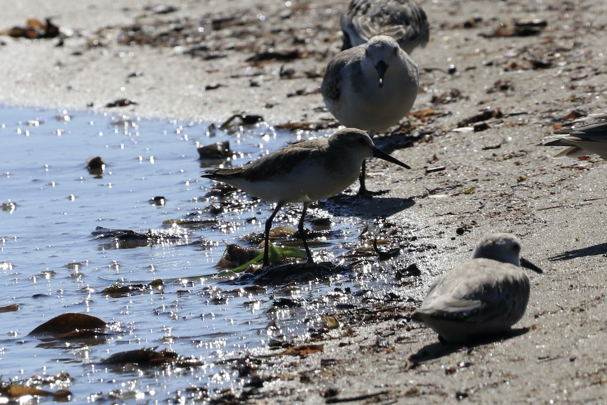 Dunlin - ML611433909