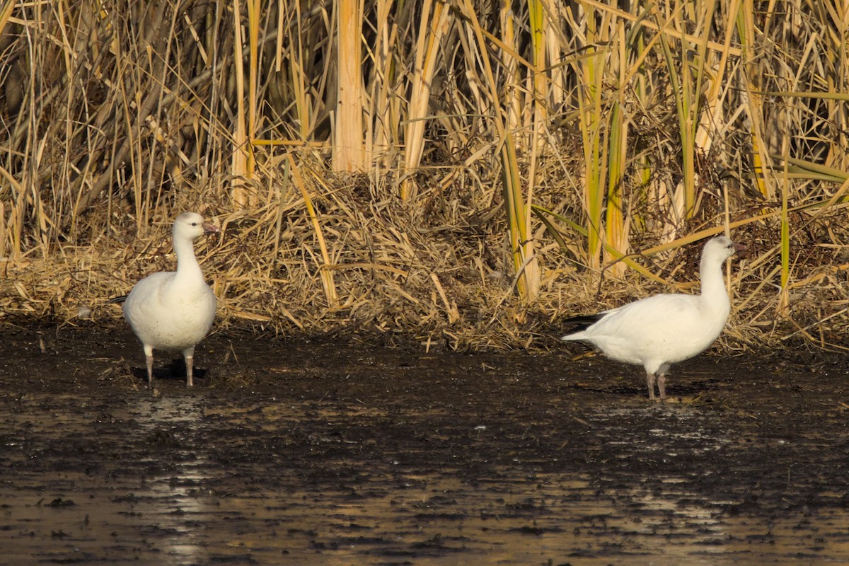 Ross's Goose - ML611433974