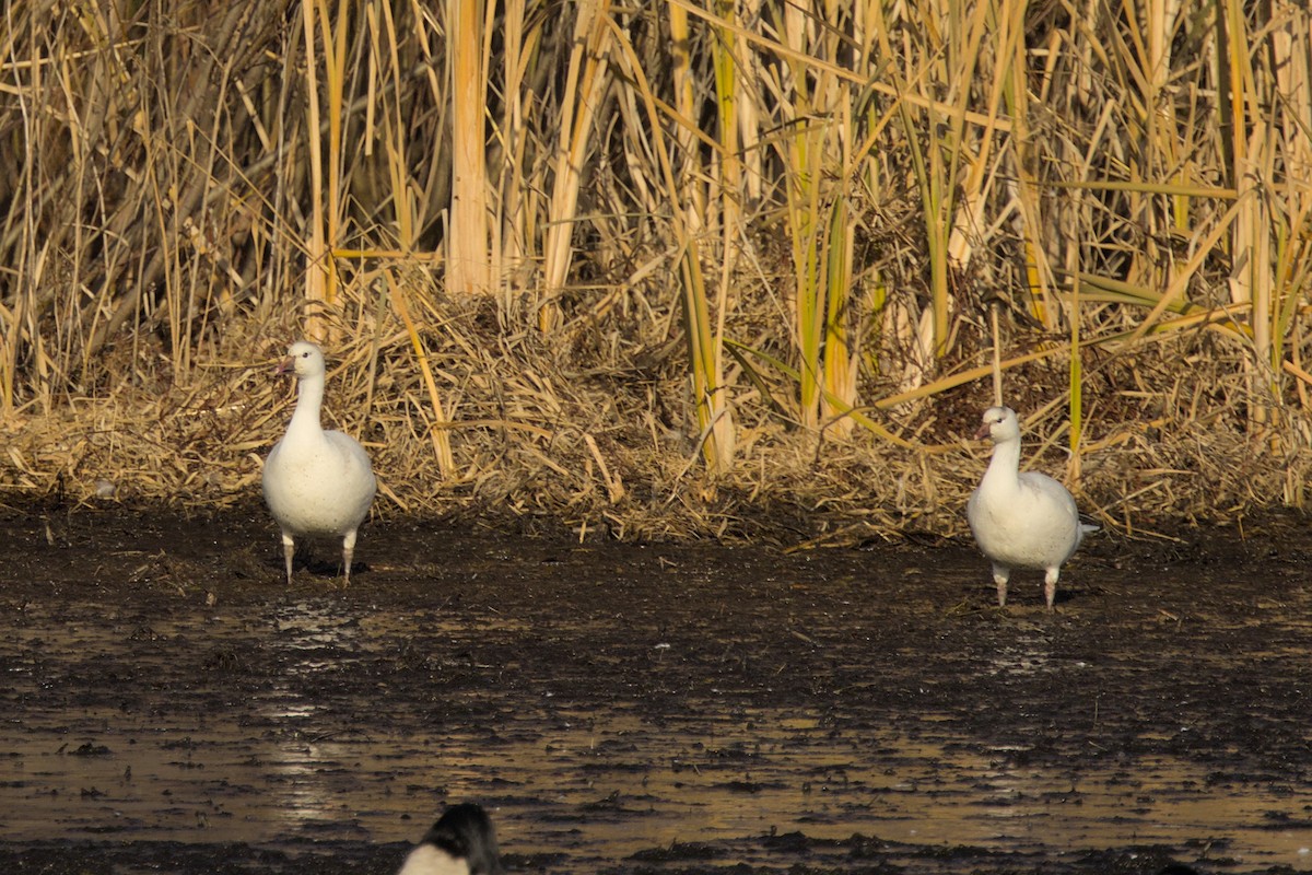 Ross's Goose - ML611433976