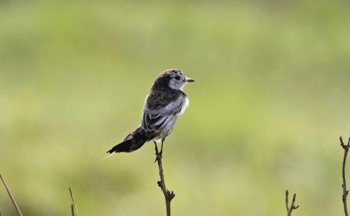 Cock-tailed Tyrant - ML611433980