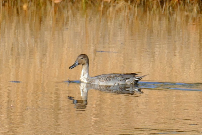 Northern Pintail - ML611433995