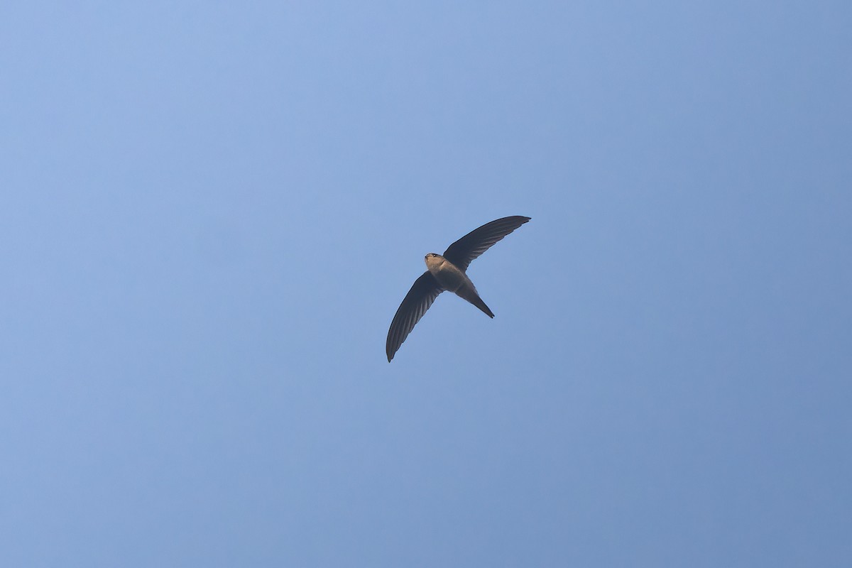 Asian Palm Swift - Bao Shen Yap