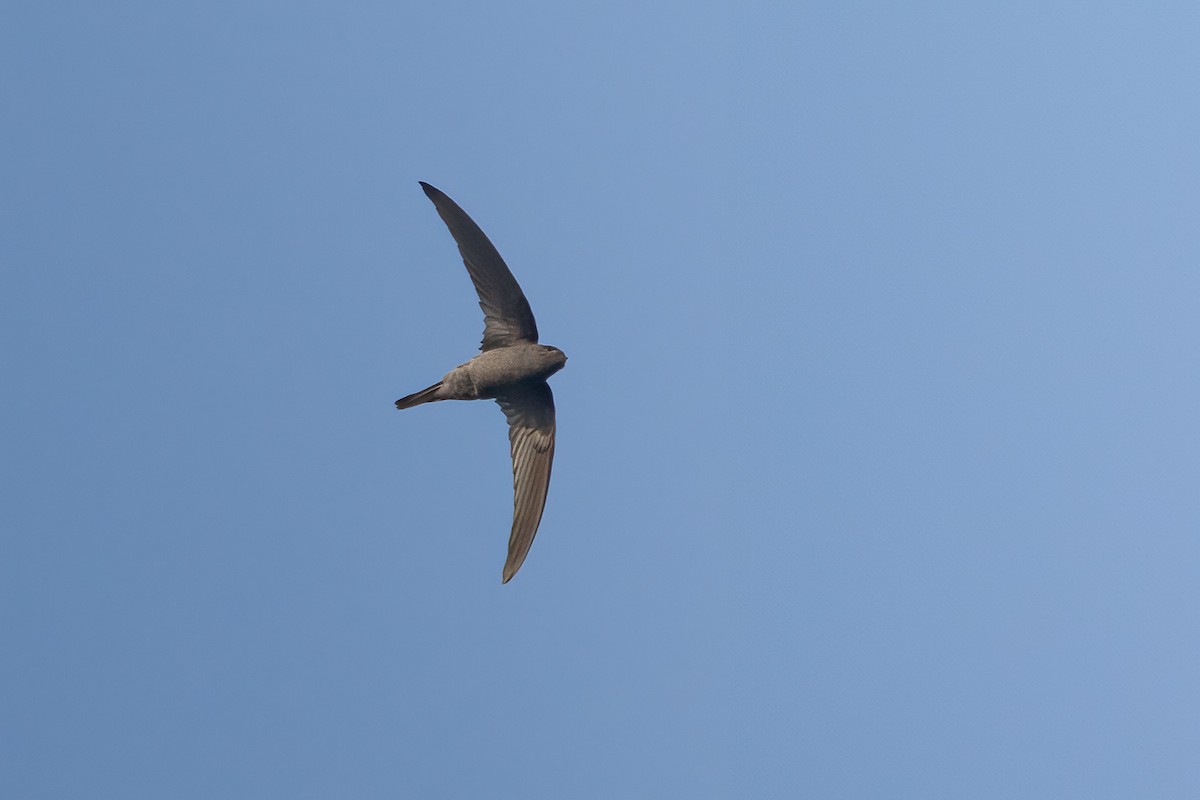 Asian Palm Swift - ML611434000