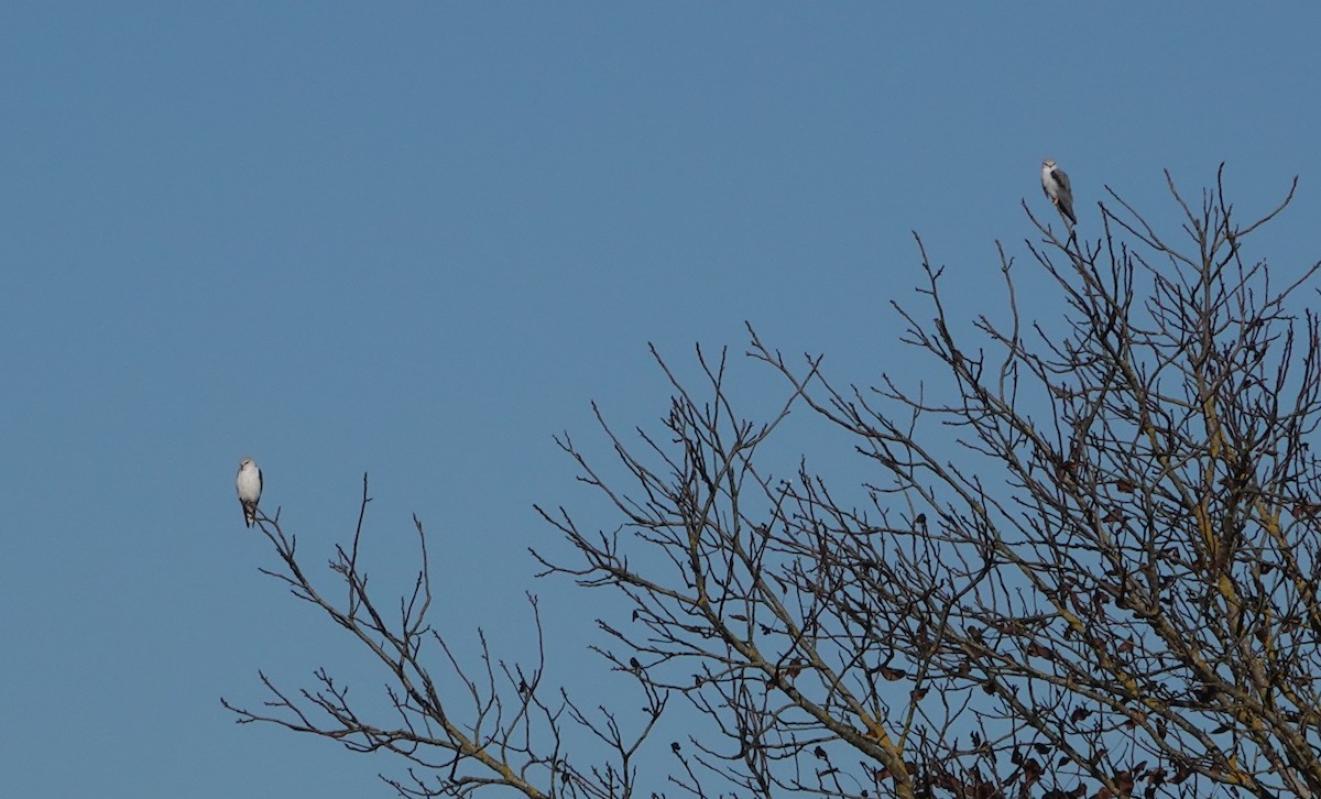 Black-winged Kite - ML611434052