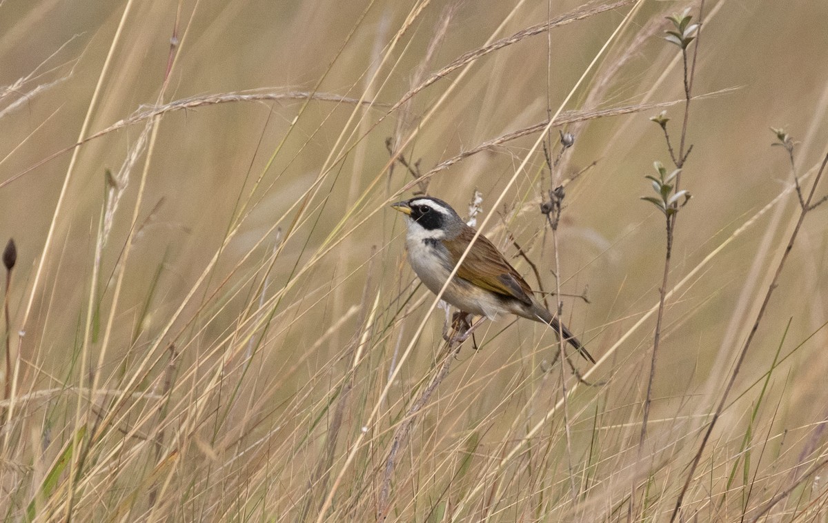 Black-masked Finch - ML611434060
