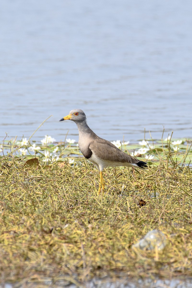 Gray-headed Lapwing - ML611434154