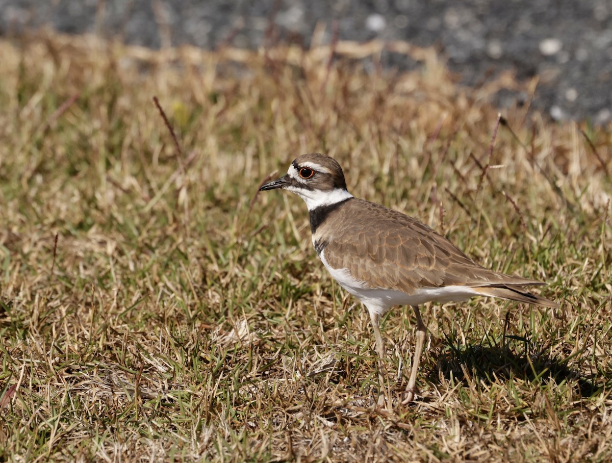 Killdeer - ML611434177