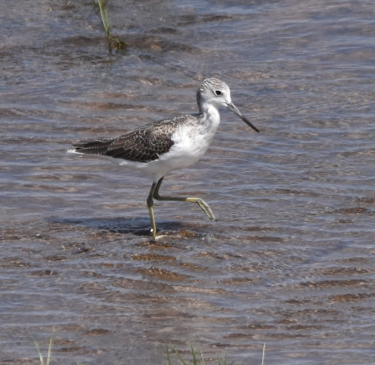 Common Greenshank - Barbara Seith