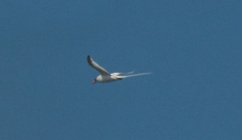 Red-billed Tropicbird - ML611434270