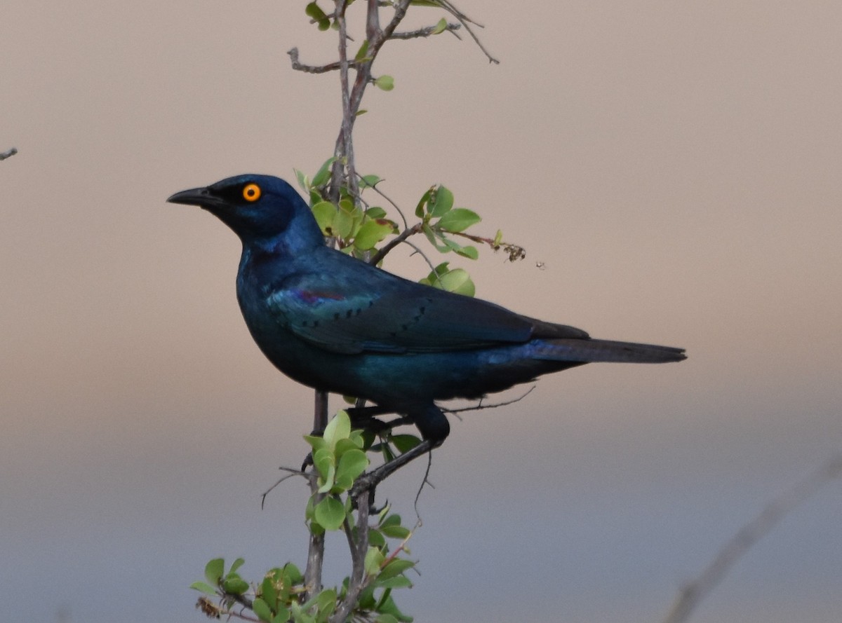 Greater Blue-eared Starling - ML611434336