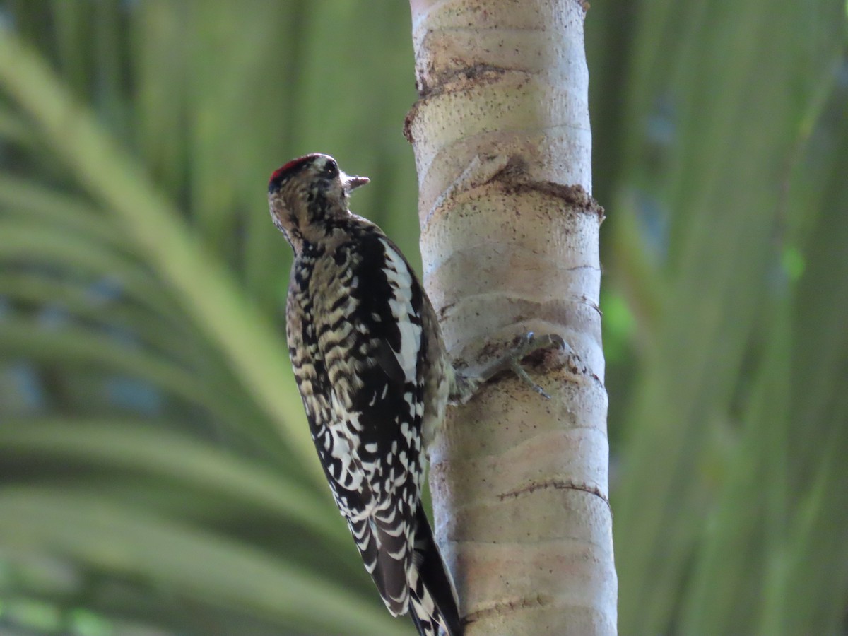 Yellow-bellied Sapsucker - David Dean