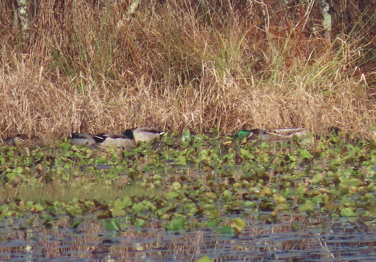 Canard colvert - ML611434369