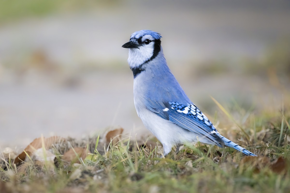 Blue Jay - ML611434390