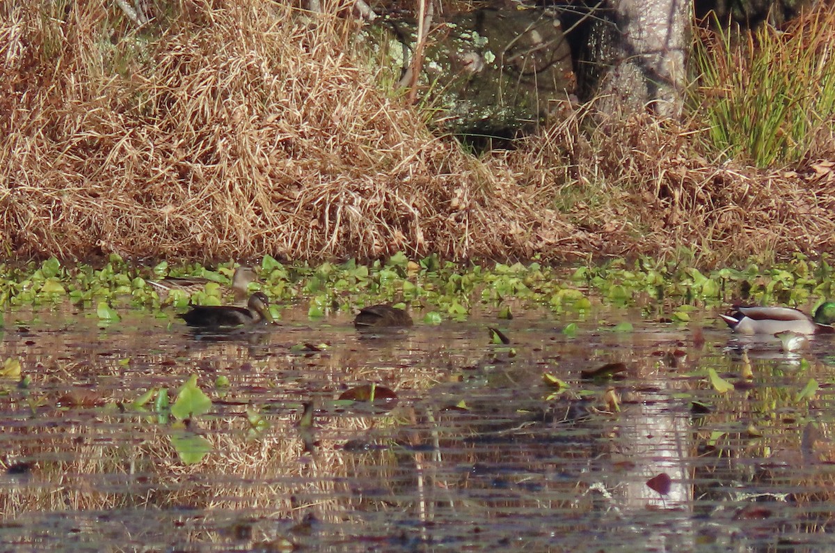 American Black Duck - ML611434391