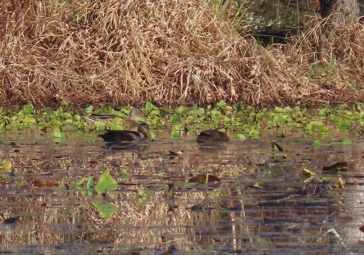 American Black Duck - ML611434401