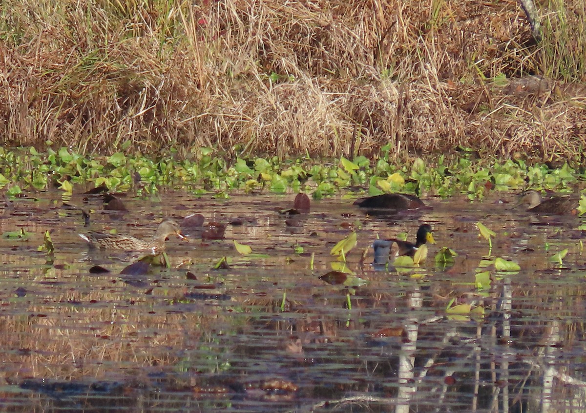 American Black Duck - ML611434405