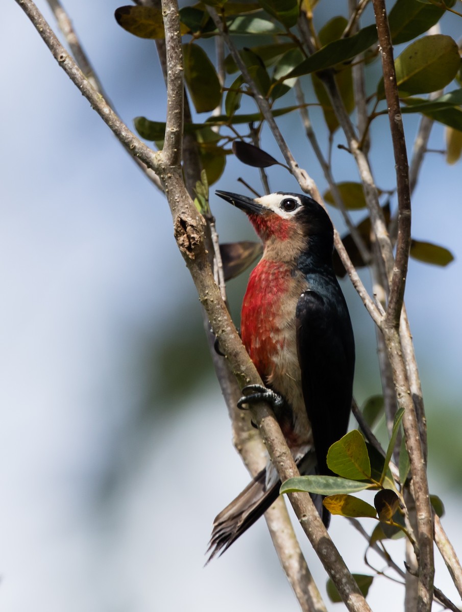 Puerto Rican Woodpecker - jose santiago