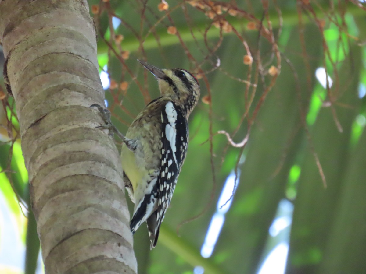 Yellow-bellied Sapsucker - David Dean