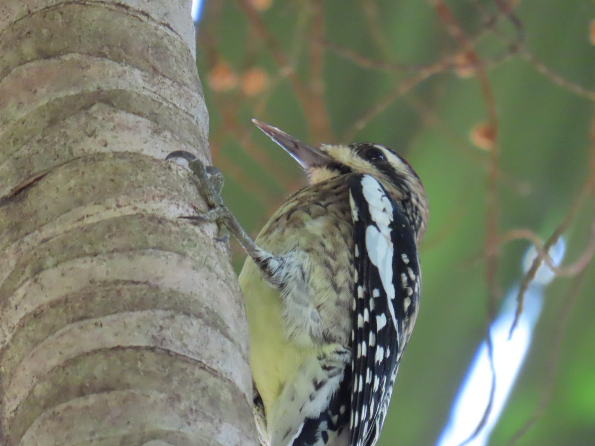 Yellow-bellied Sapsucker - David Dean