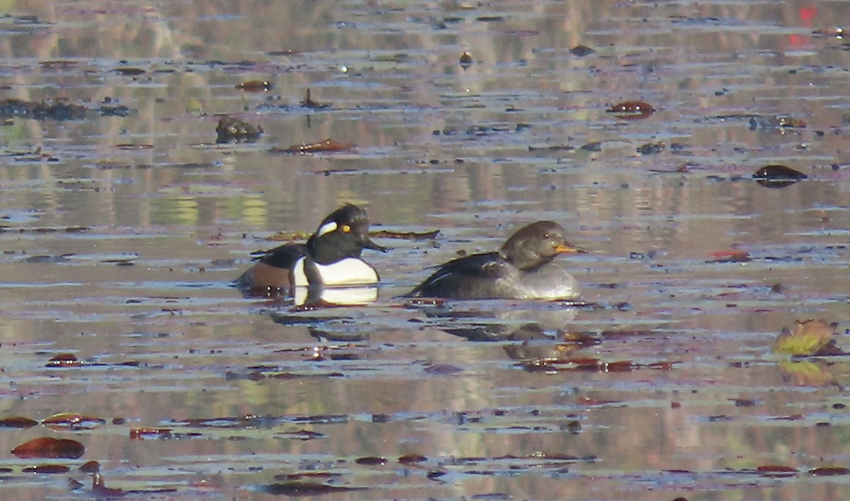 Hooded Merganser - ML611434425